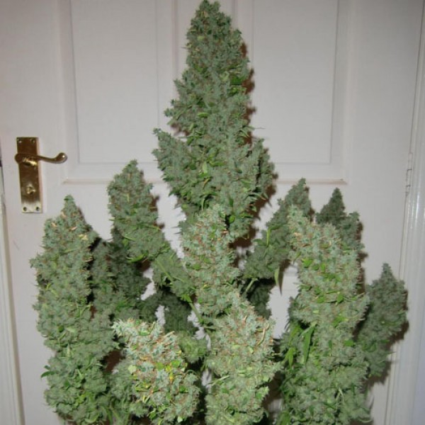 Auto Ultimate Feminised Gold