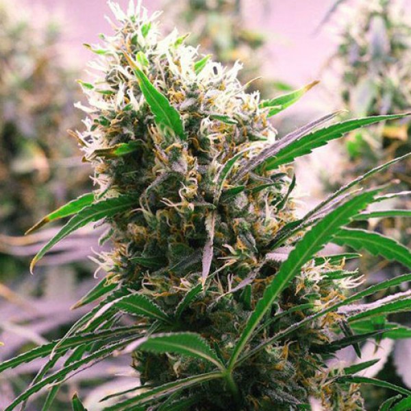 Auto Ultimate Feminised Gold