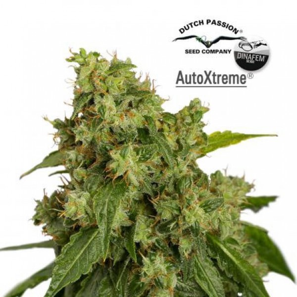 Auto Xtreme Feminised seeds