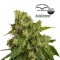 Auto Xtreme Feminised seeds