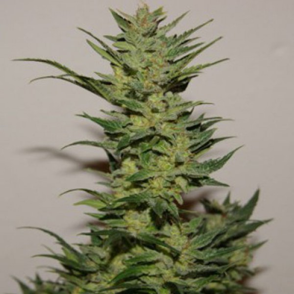 Auto Xtreme Feminised seeds