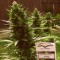 Auto Xtreme Feminised seeds
