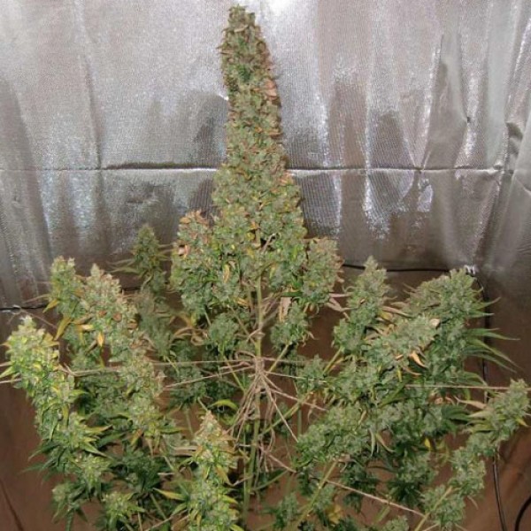 Auto Xtreme Feminised seeds