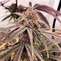 Blue Zushi Feminised seeds