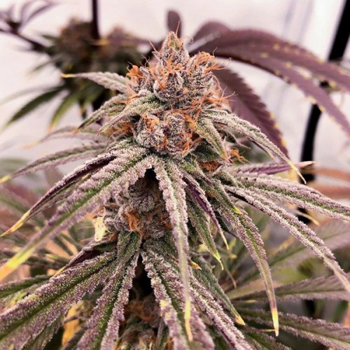 Blue Zushi Feminised seeds