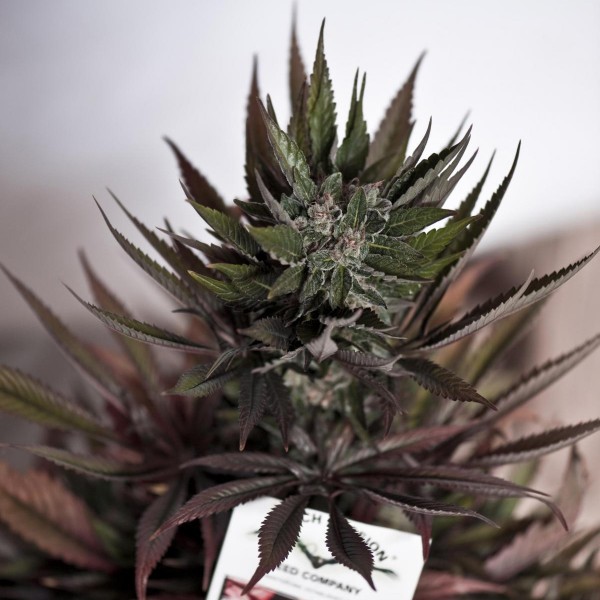 Blueberry Feminised seeds