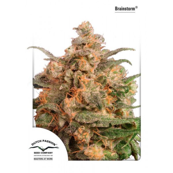 Brainstorm Feminised