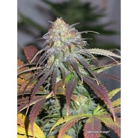 Californian Orange Feminised seeds