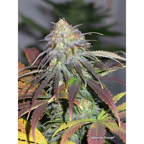 Californian Orange Feminised seeds