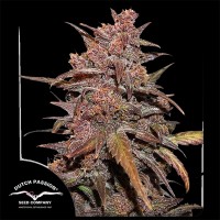 Auto CBD Blackberry Kush Feminised seeds
