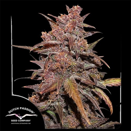 Auto CBD Blackberry Kush Feminised seeds