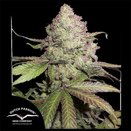 Auto CBD Charlotte’s Angel Feminised seeds