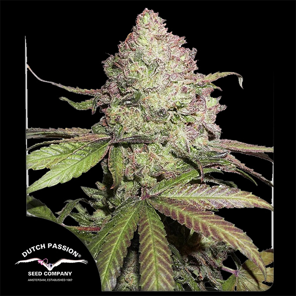 Auto CBD Charlotte’s Angel Feminised seeds