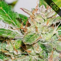 Auto CBD Compassion Lime Feminised