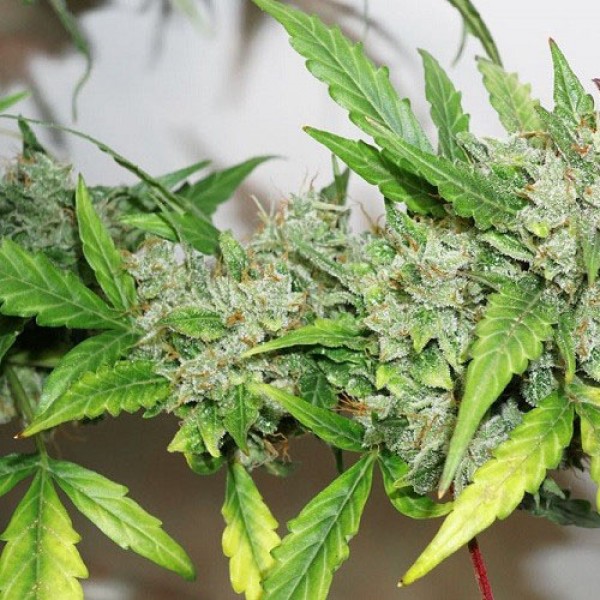 Насіння Auto CBD Compassion Lime Feminised