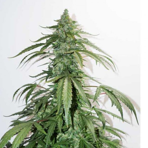Auto CBD White Widow Feminised seeds by Dutch Passion