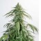 Auto CBD White Widow Feminised seeds by Dutch Passion