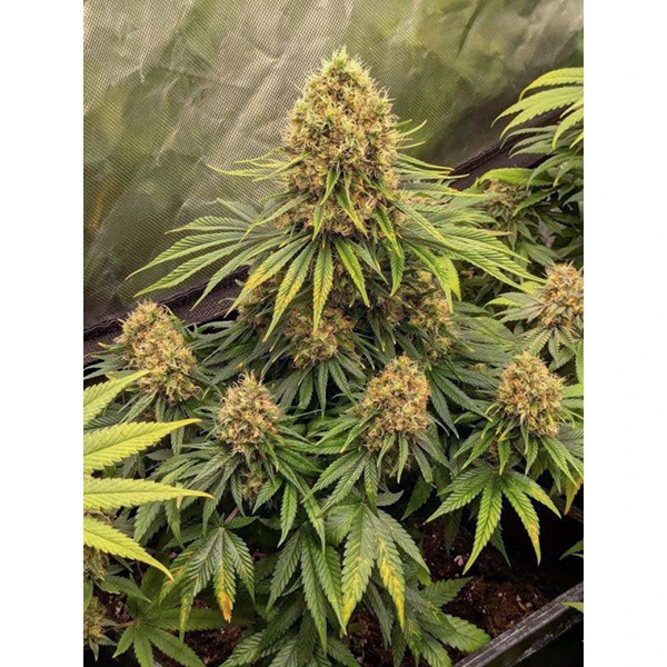 CBD Mazar Feminised seeds