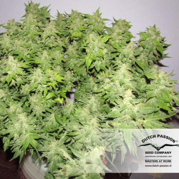 Насіння CBD Skunk Haze Feminised
