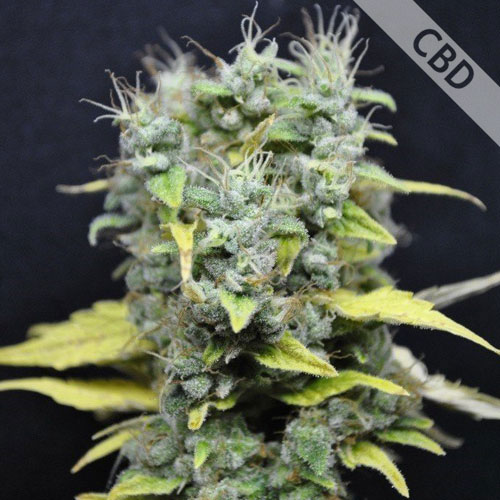 CBD Skunk Haze Feminised seeds