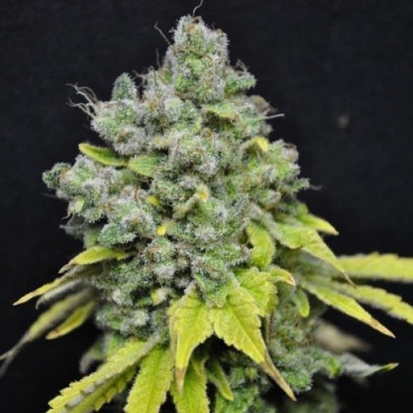 Насіння CBD Skunk Haze Feminised