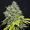 Насіння CBD Skunk Haze Feminised