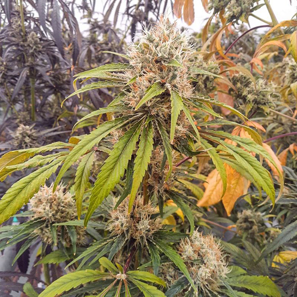 CBG-Force Feminised seeds