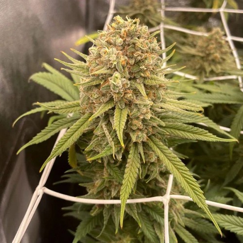 Desfrán Feminised seeds