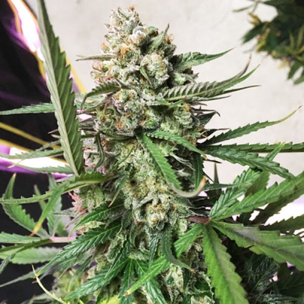 Auto Cinderella Jack Feminised seeds