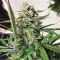 Auto Cinderella Jack Feminised seeds