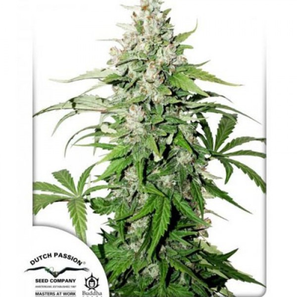 Auto Cinderella Jack Feminised seeds