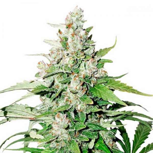 Auto Cinderella Jack Feminised seeds