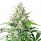 Auto Cinderella Jack Feminised seeds