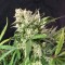 Auto Cinderella Jack Feminised seeds