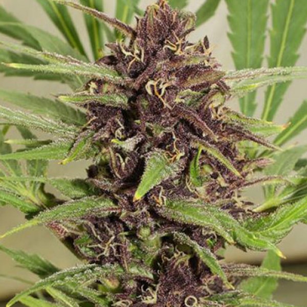 Насіння Auto Frisian Dew Feminised