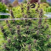 Frisian Dew Feminised seeds