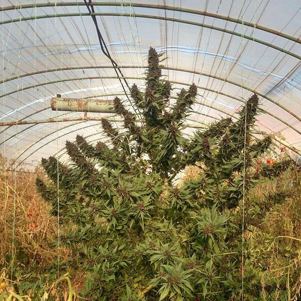 Frisian Duck Feminised seeds