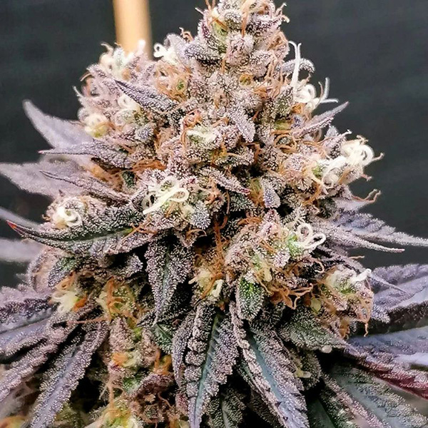 GMO Fast Feminised seeds