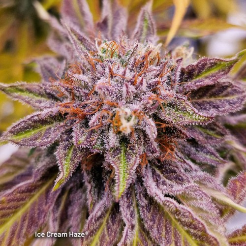 Ice Cream Haze Feminised seeds