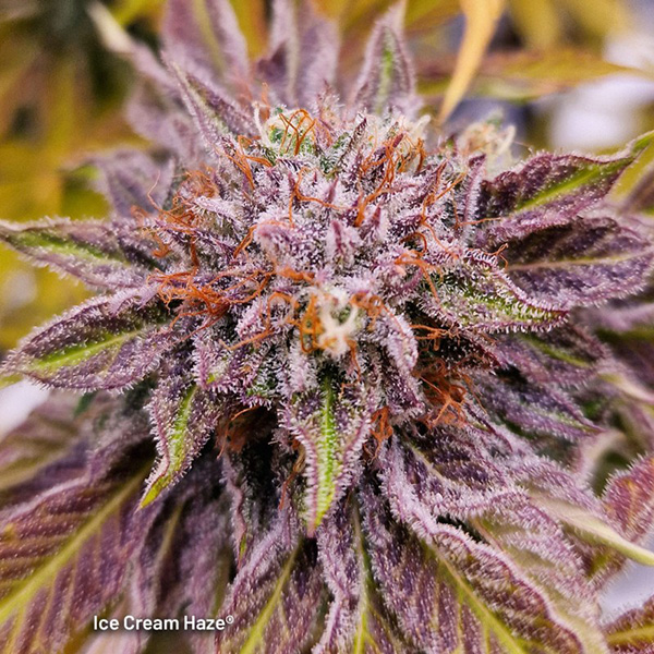 Ice Cream Haze Feminised seeds