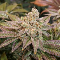 Насіння Kerosene Krash Feminised