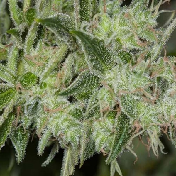 Mazar Feminised seeds