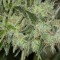 Mazar Feminised seeds