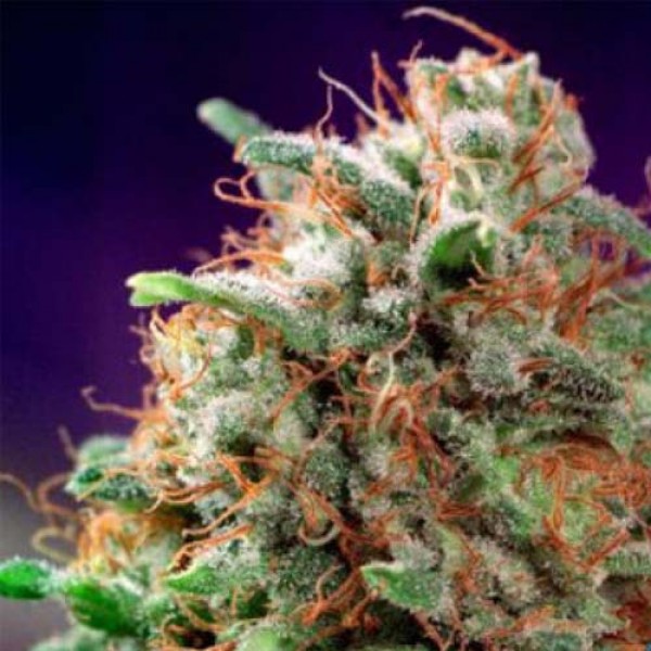 Mazar Feminised seeds