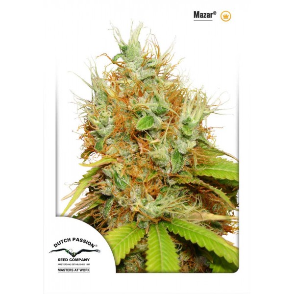 Mazar Feminised seeds