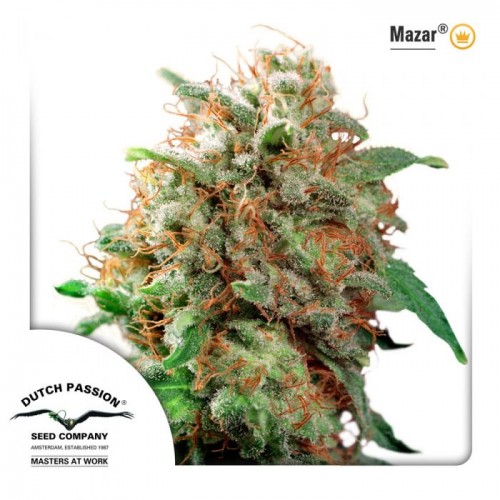 Mazar Feminised seeds