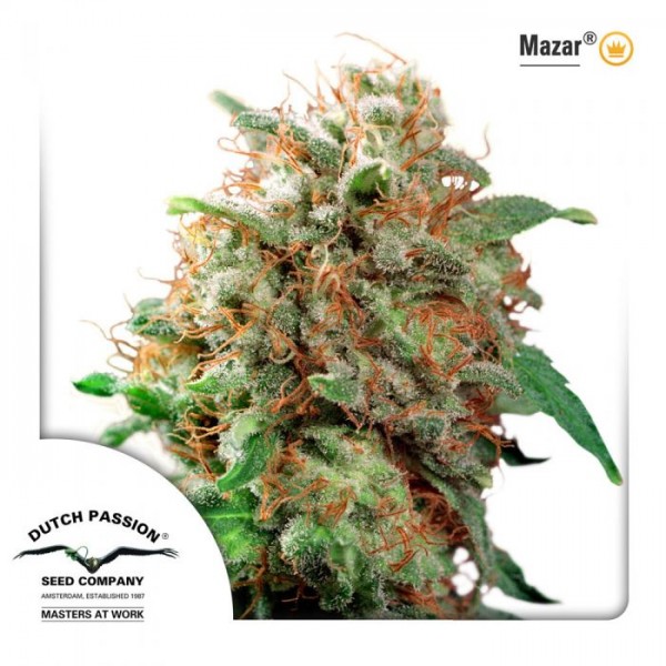 Mazar Feminised seeds