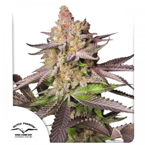 Melonade Runtz Feminised seeds