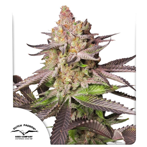 Melonade Runtz Feminised seeds