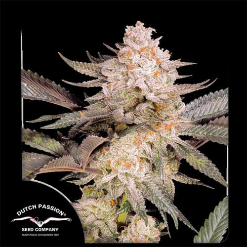 Orange Bud 2.0 Feminised seeds